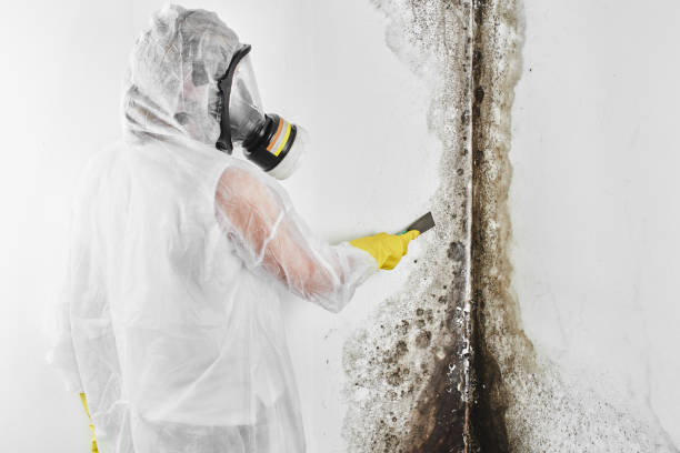 Best Mold Removal Near Me  in Hewitt, TX