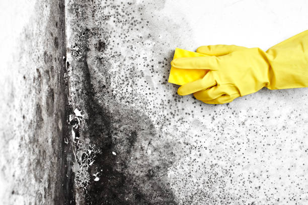 Best Same-Day Mold Removal  in Hewitt, TX