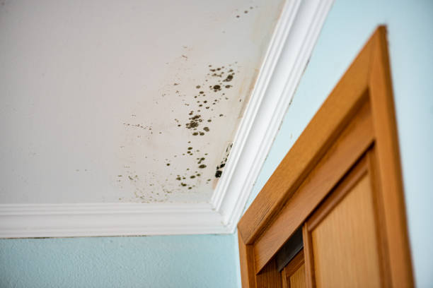 Trusted Hewitt, TX Mold Removal Experts