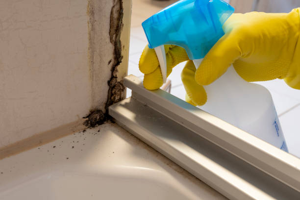 Best Fast Mold Removal  in Hewitt, TX