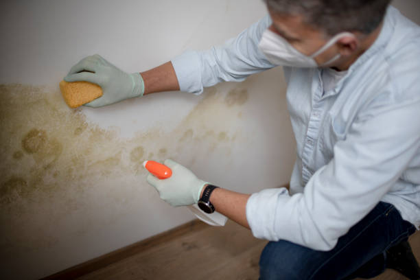 Best Toxic Mold Removal  in Hewitt, TX