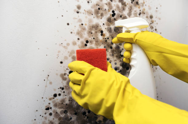 Office Mold Removal Services in Hewitt, TX