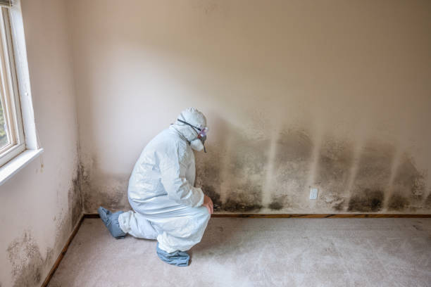 Best Home Mold Removal  in Hewitt, TX