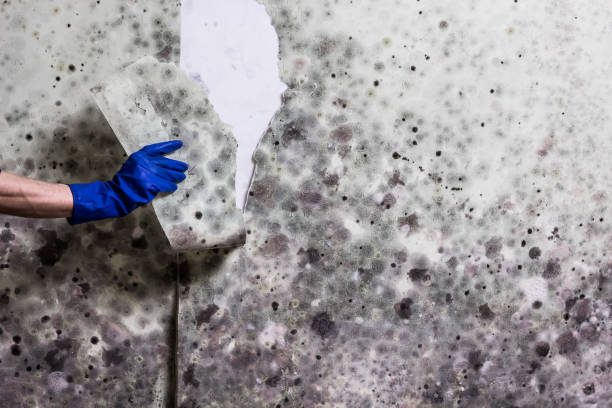 Best Mold Remediation  in Hewitt, TX